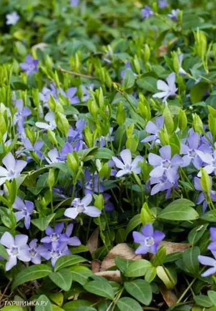 Барвинок малый