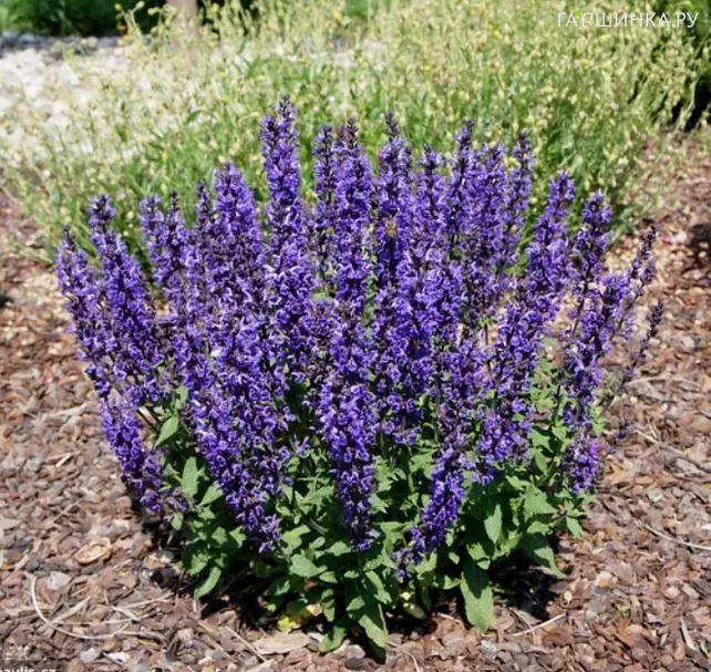 Шалфей (сальвия) дубравный Мерло Блю