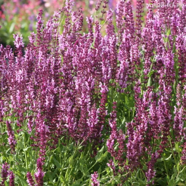 Шалфей (сальвия) дубравный Мерло Роз