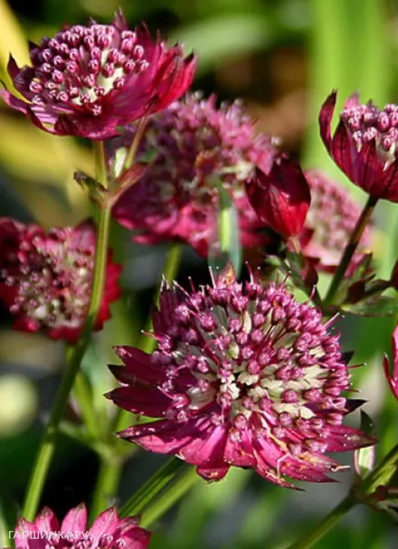 Астранция Мулин Руж