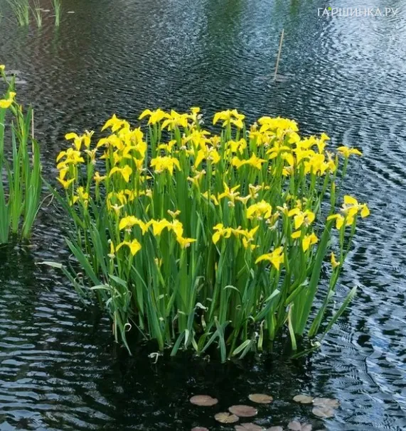 Ирис ложноаировый