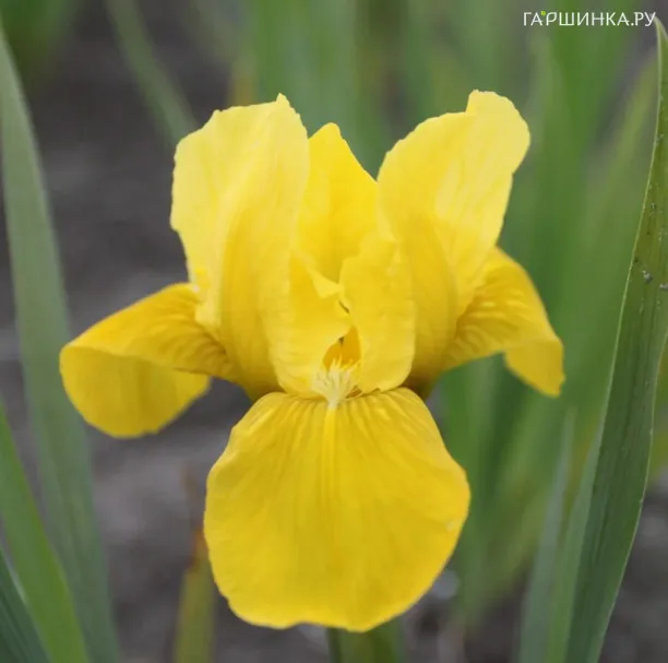 Ирис карликовый Брасси