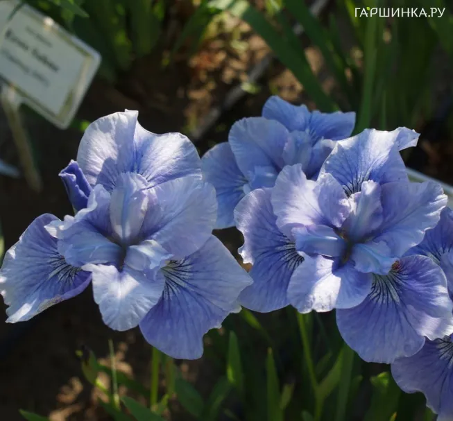 Ирис сибирский Блау Шведен