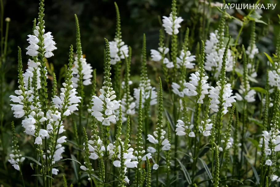 Физостегия виргинская Альба