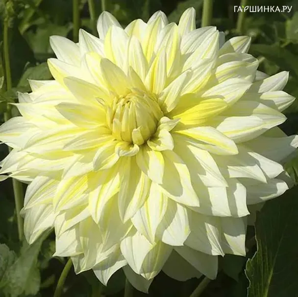 Георгина Ла Луна (МАКСИ) декоративная