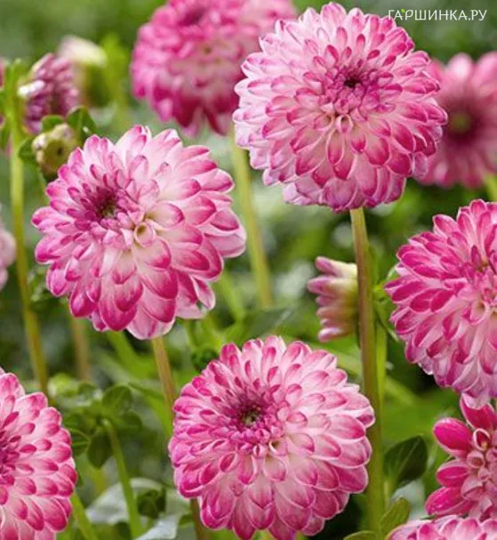 Георгина Пинк Иса шаровидная