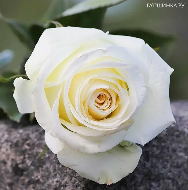 Роза Аваланш чайно-гибридная