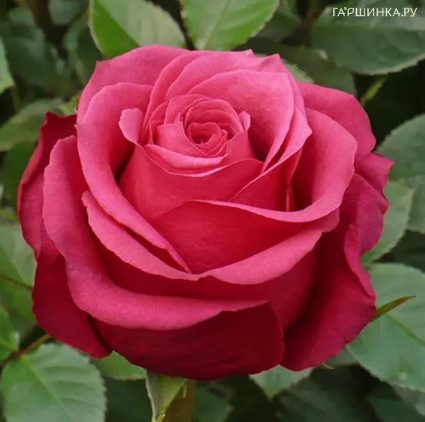 Роза Черри О,