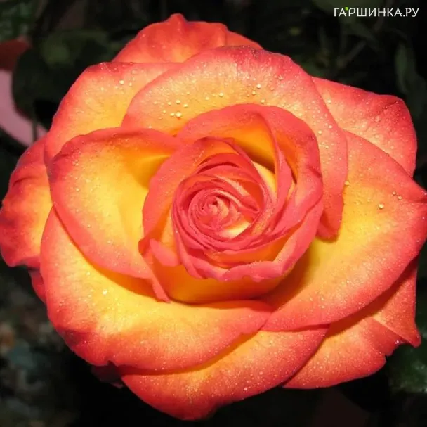 Роза Хай Сосаети