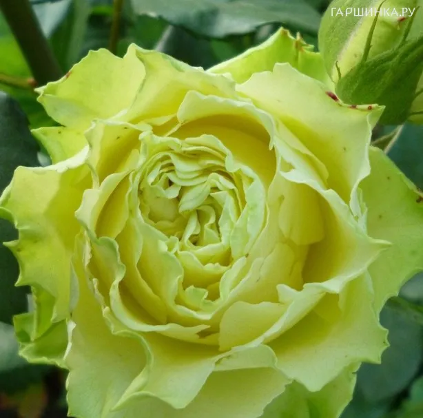 Роза Лимбо чайно-гибридная