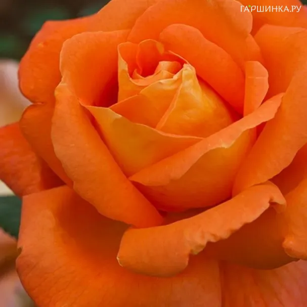 Роза Луи Де Фюнес