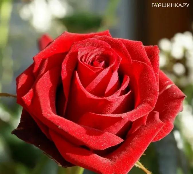 Роза Самурай