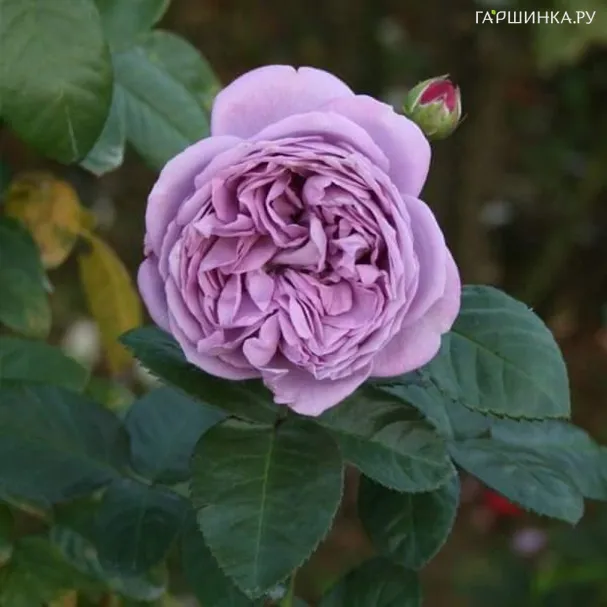 Роза Блю Скай Фри