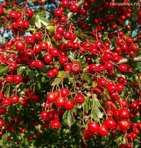 Боярышник кроваво-красный
