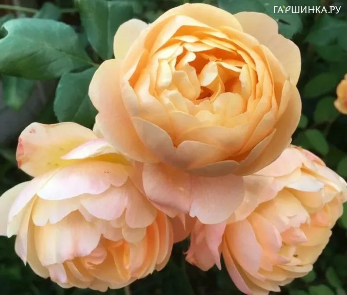 Роза Роальд Даль на штамбе 90см