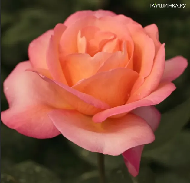 Роза Джаз Фестиваль, Мейян (лиц)