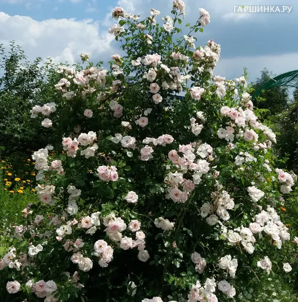 Роза Сван Лейк, Мейян (лиц)