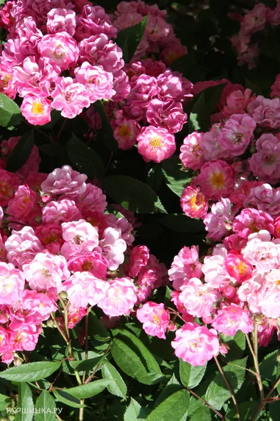 Роза Аллевья мускусная, Ленс (лиц)