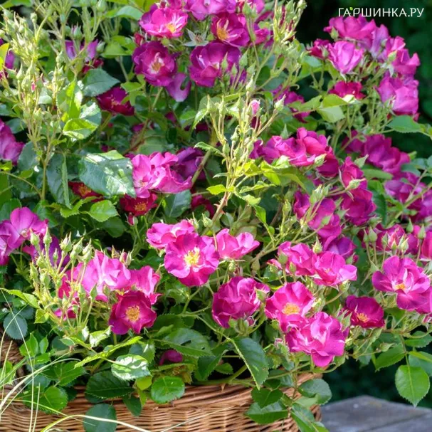 Роза Претти Принцесс, Мейян (лиц)