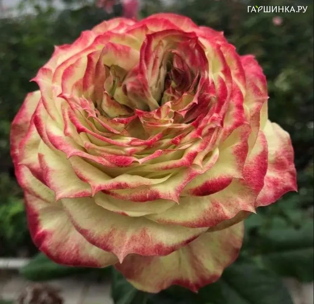 Роза Эппл Джек