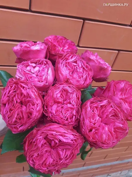 Роза Фрозен Саммерхаус