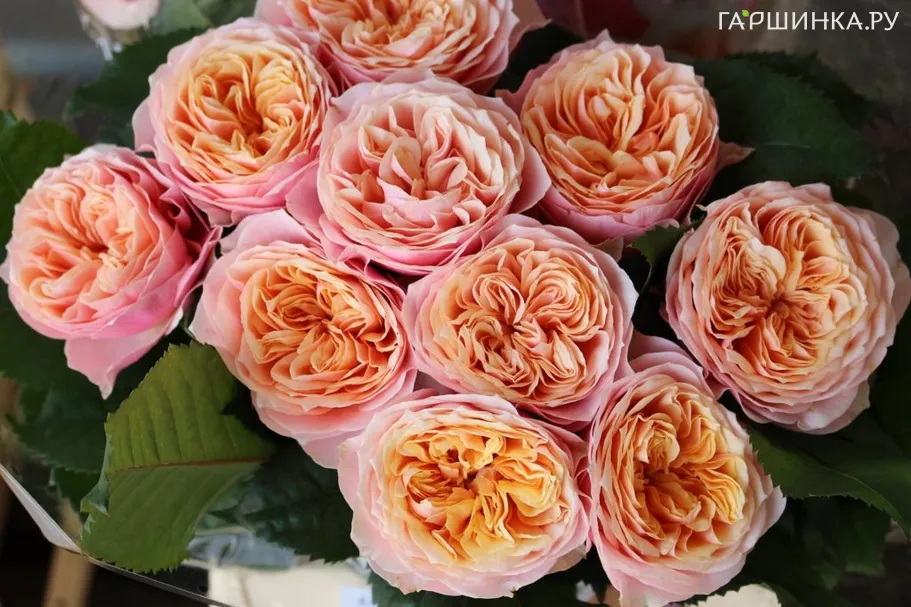 Роза Вувузела Романтик