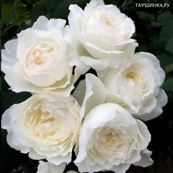 Роза Шилаби