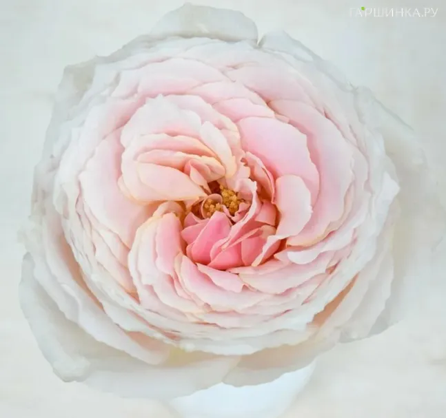 Роза Тсумуги