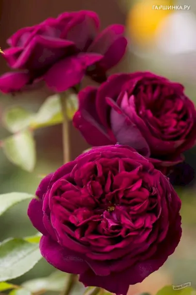 Роза Зе Принц