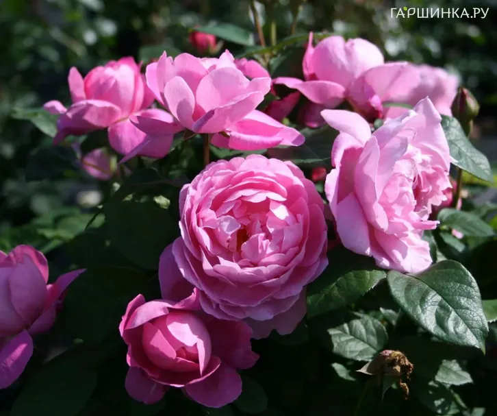 Роза Мэри Роуз