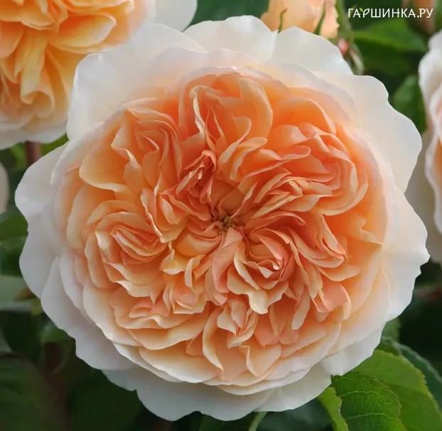 Роза Санлайт