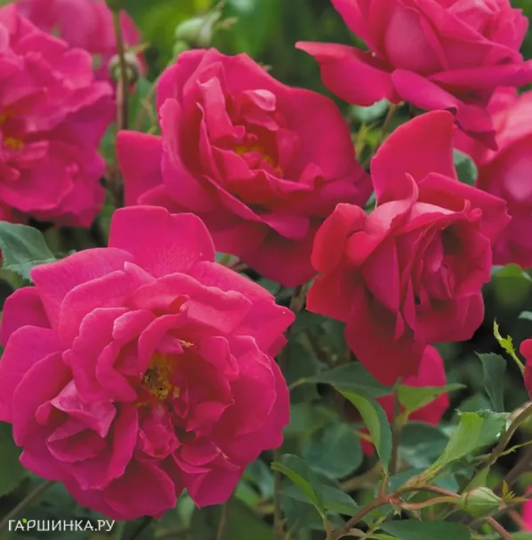 Роза Тэм Ошентер