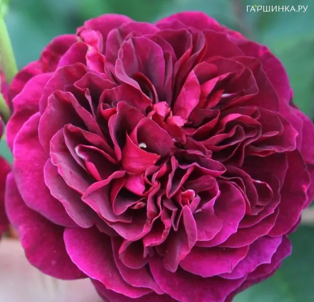 Роза Традескант