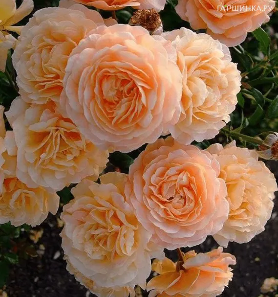 Роза Априкот Скай