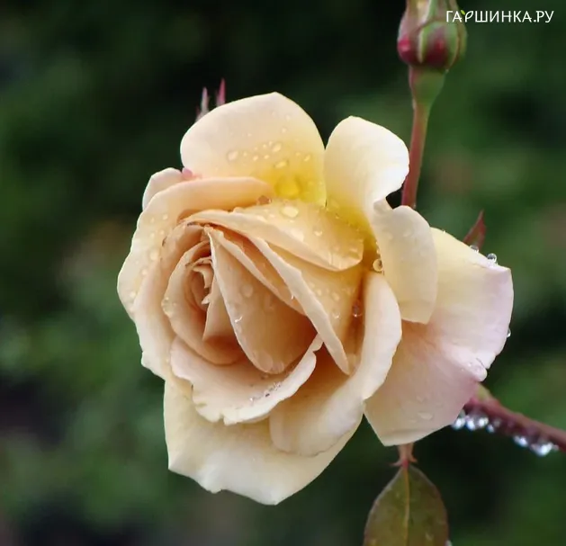 Роза Баттерскотч