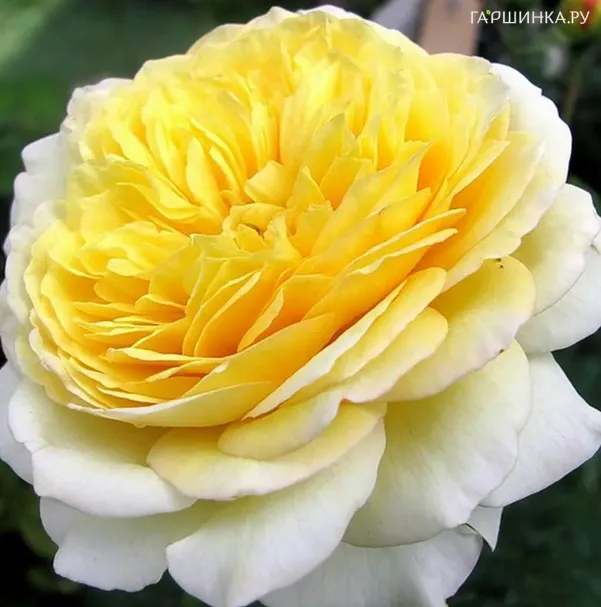 Роза Нельсон Монфорт шраб