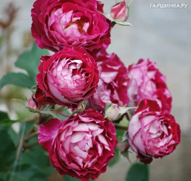 Роза Бэль Де Сегоза