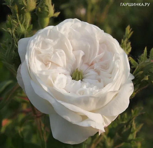 Роза Мадам Харди
