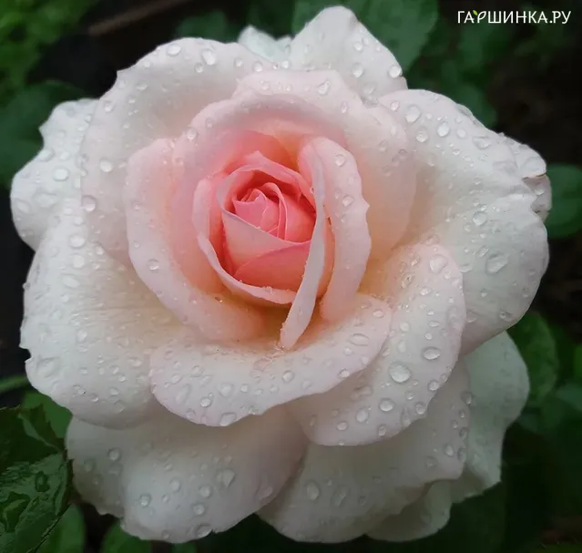 Роза Бременские музыканты