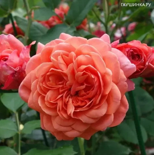 Роза Жардан дю Брюль