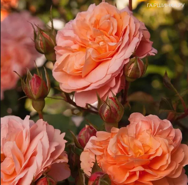 Роза Луиз Клементс