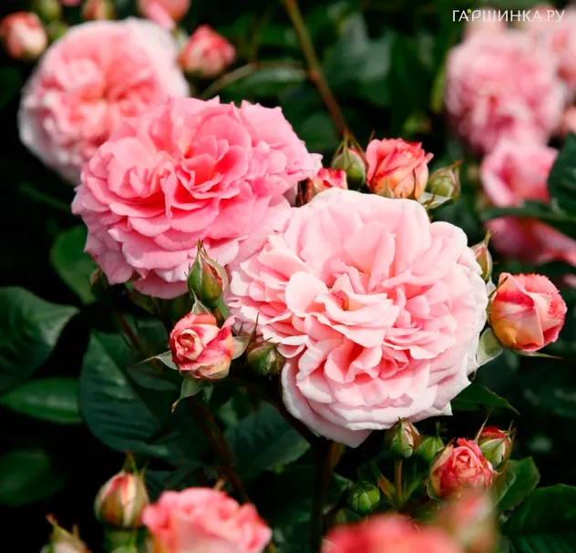 Роза Амаретто флорибунда