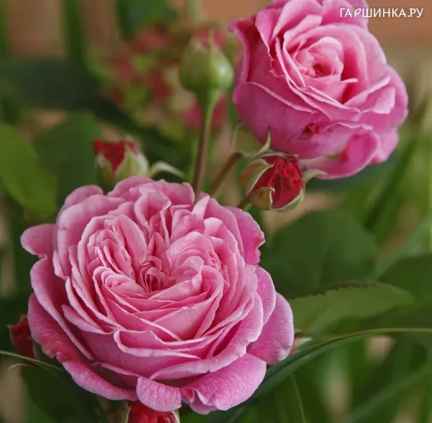 Роза Розенграфин Мария Генриетта