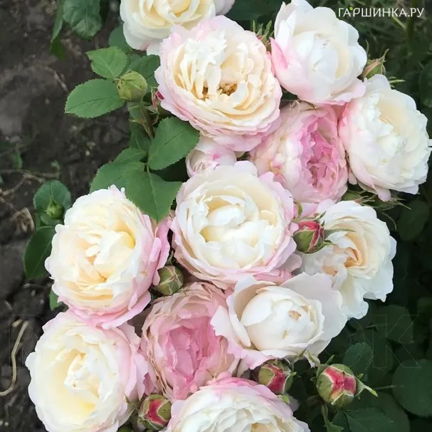 Роза Имка Марина (Андре Брише)