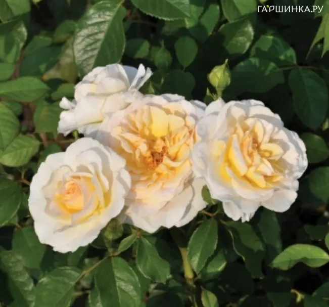 Роза Тиса Река