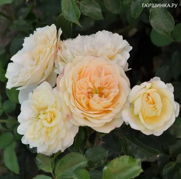 Роза Лемон Ваза