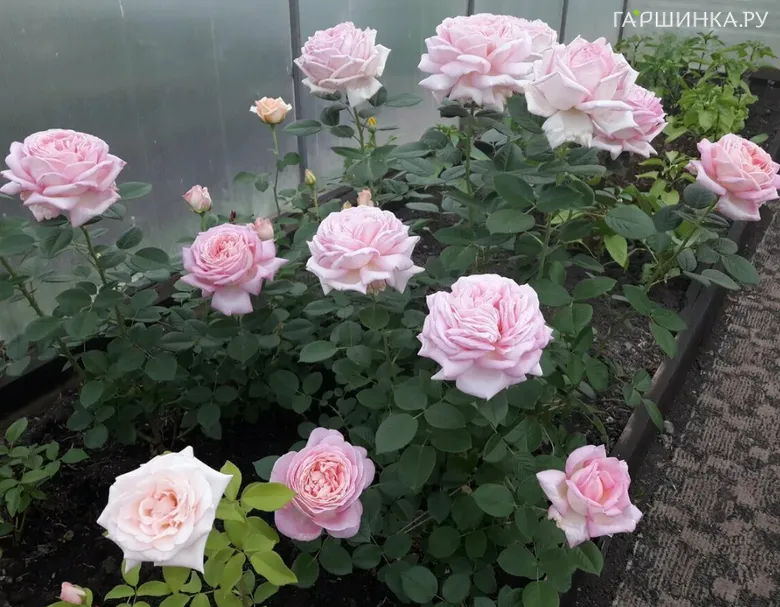 Роза Амазинг Грейс чайно-гибридная