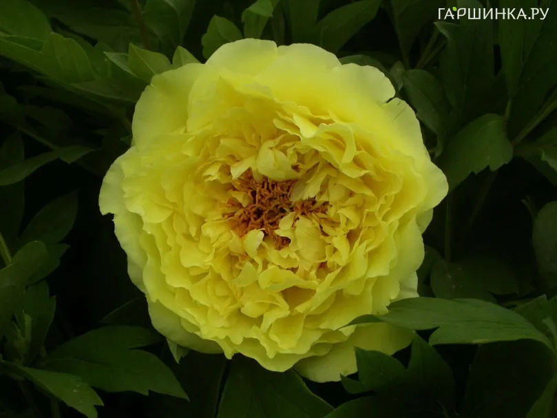 Пион Кинко древовидный желтый