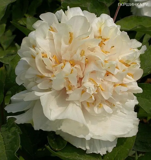 Пион древовидный Нежный Голос