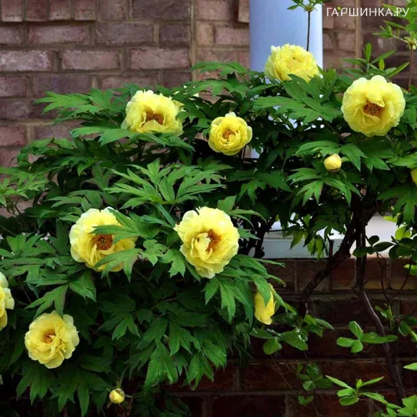 Пион Полуденный Зной древовидный желтый